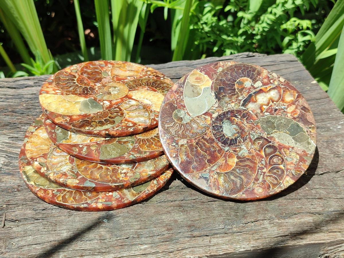 Hand Made Ammonite Conglomerate Coffee Table Coasters x 6 From Mahajanga, Madagascar