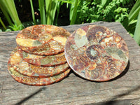 Hand Made Ammonite Conglomerate Coffee Table Coasters x 6 From Mahajanga, Madagascar