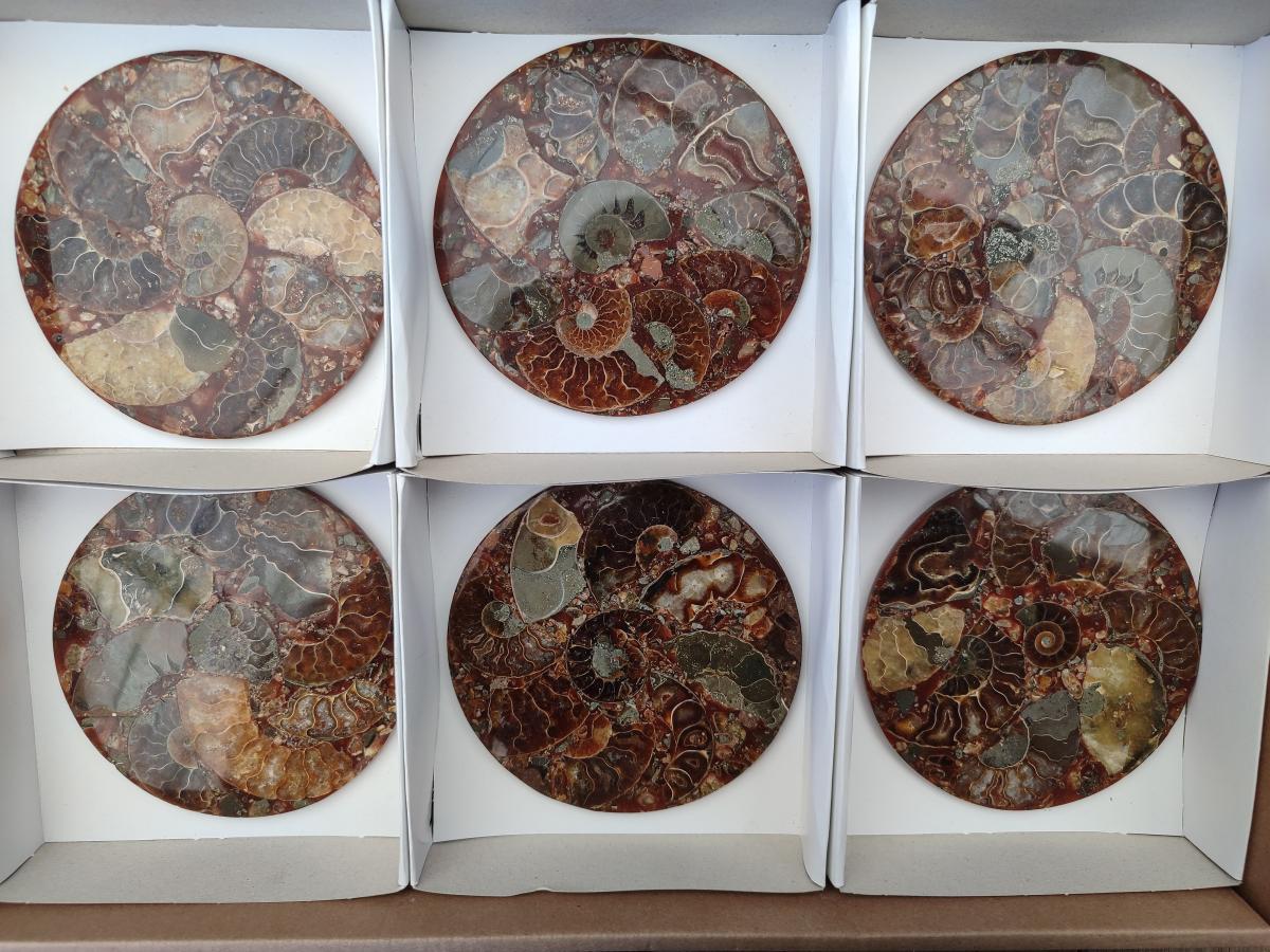 Hand Made Ammonite Conglomerate Coffee Table Coasters x 6 From Mahajanga, Madagascar - Toprock Gemstones and Minerals 