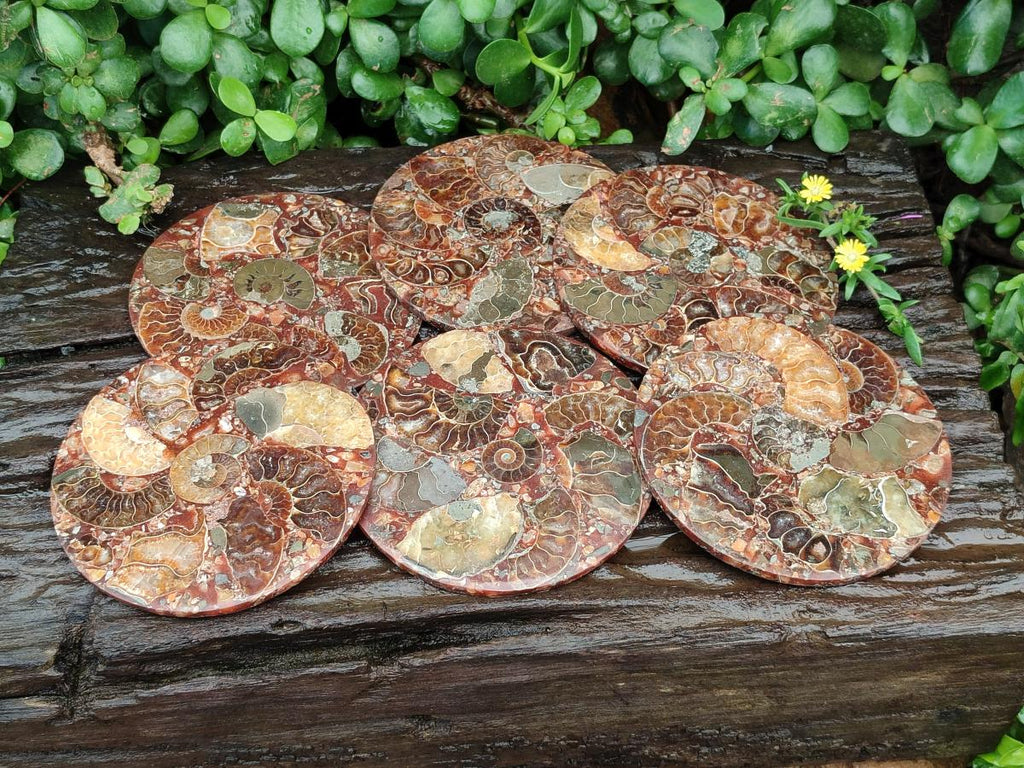 Hand Made Ammonite Conglomerate Coffee Table Coasters x 6 From Mahajanga, Madagascar - Toprock Gemstones and Minerals 
