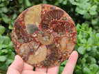 Hand Made Ammonite Conglomerate Coffee Table Coasters x 6 From Mahajanga, Madagascar - Toprock Gemstones and Minerals 
