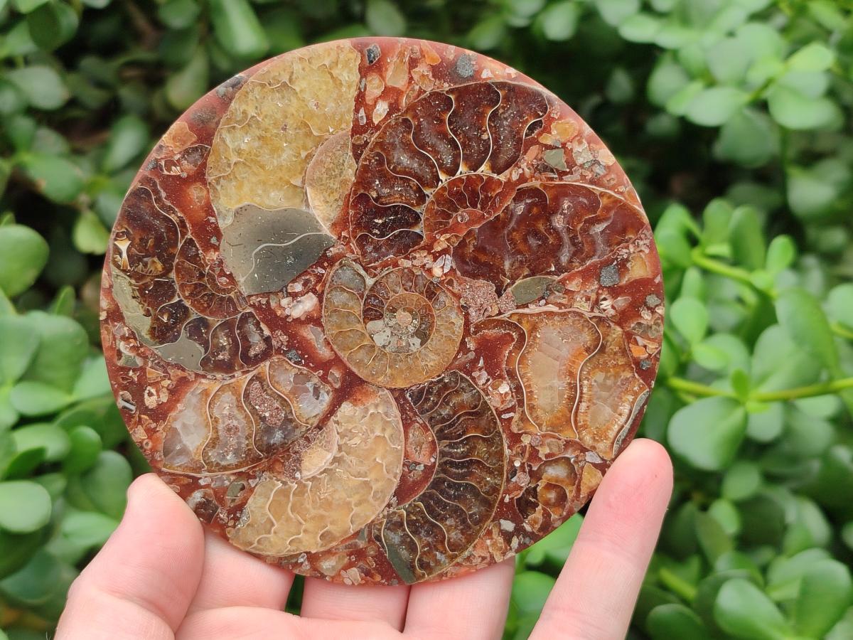 Hand Made Ammonite Conglomerate Coffee Table Coasters x 6 From Mahajanga, Madagascar