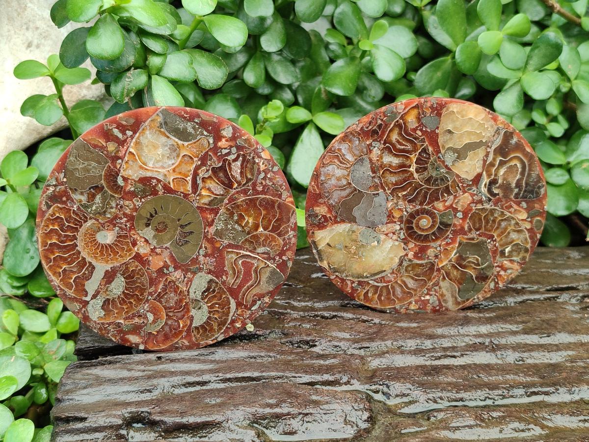 Hand Made Ammonite Conglomerate Coffee Table Coasters x 6 From Mahajanga, Madagascar