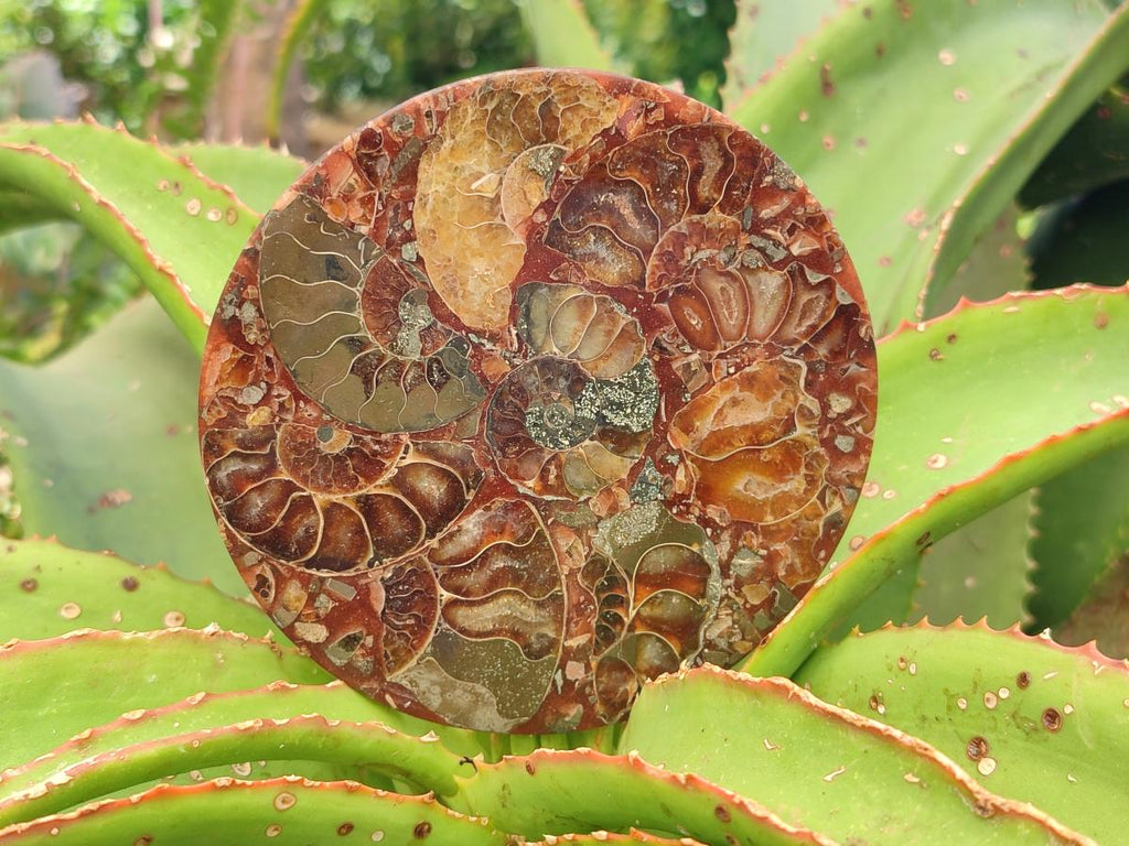 Hand Made Ammonite Conglomerate Coffee Table Coasters x 6 From Mahajanga, Madagascar - Toprock Gemstones and Minerals 