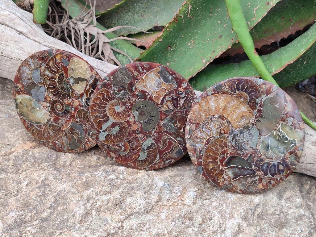 Hand Made Ammonite Conglomerate Coffee Table Coasters x 6 From Mahajanga, Madagascar - Toprock Gemstones and Minerals 