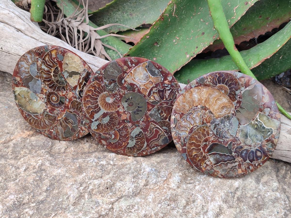 Hand Made Ammonite Conglomerate Coffee Table Coasters x 6 From Mahajanga, Madagascar