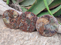 Hand Made Ammonite Conglomerate Coffee Table Coasters x 6 From Mahajanga, Madagascar