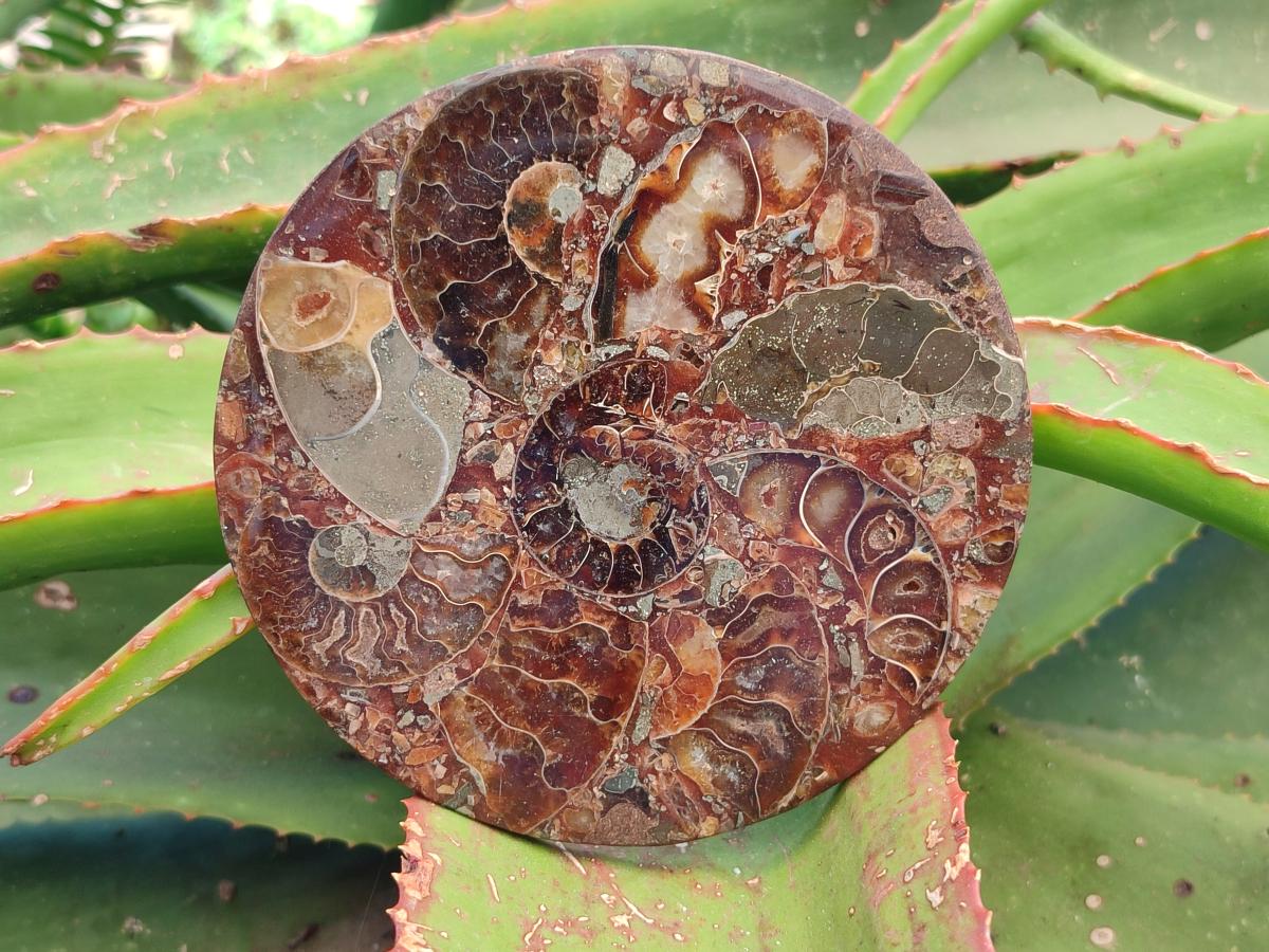 Hand Made Ammonite Conglomerate Coffee Table Coasters x 6 From Mahajanga, Madagascar - Toprock Gemstones and Minerals 