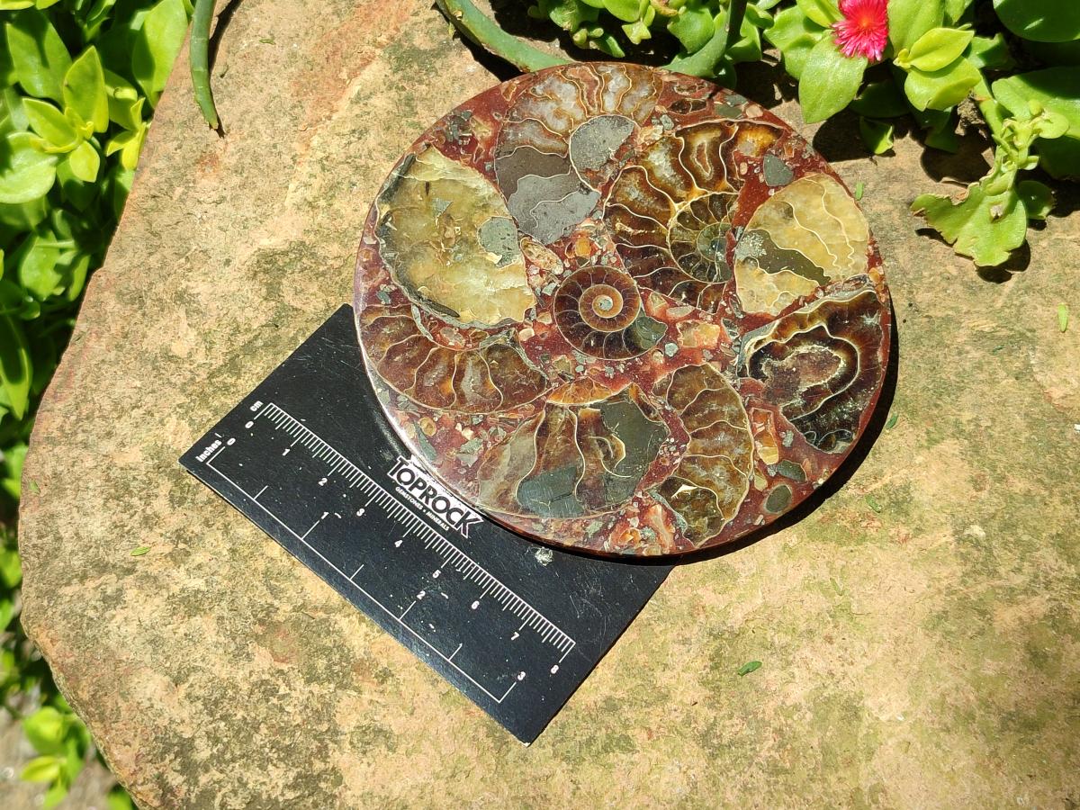 Hand Made Ammonite Conglomerate Coffee Table Coasters x 6 From Mahajanga, Madagascar