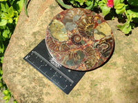 Hand Made Ammonite Conglomerate Coffee Table Coasters x 6 From Mahajanga, Madagascar
