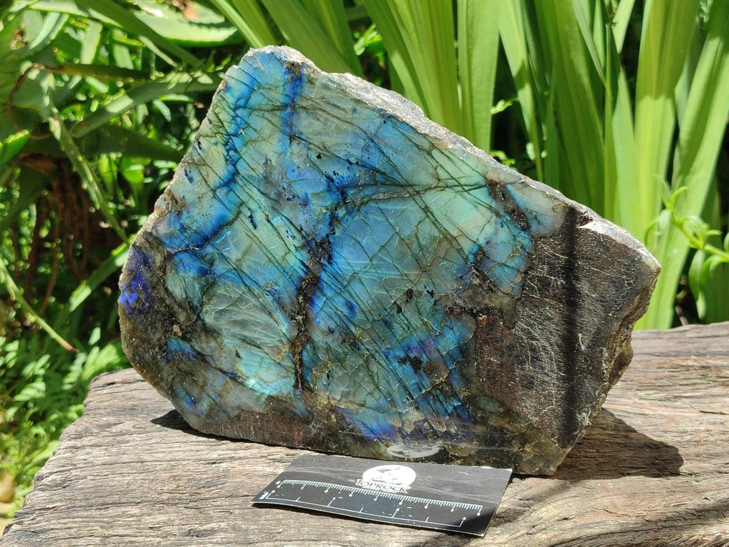 Polished On One Side Labradorite Display Piece x 1 From Madagascar