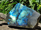 Polished On One Side Labradorite Display Piece x 1 From Madagascar