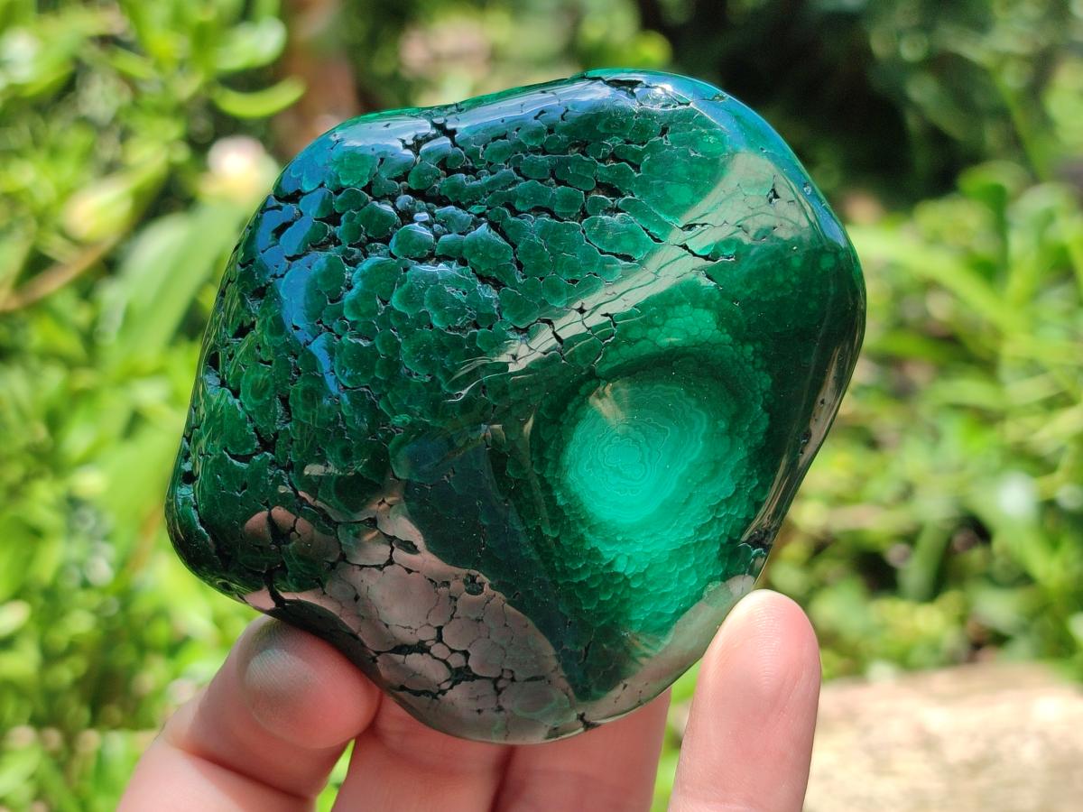 Polished Flower Banded Malachite Free Forms x 6 From Congo