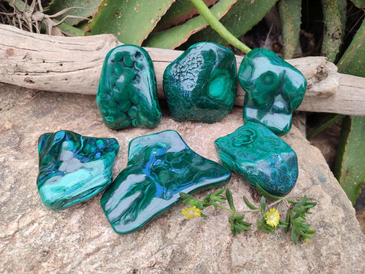 Polished Flower Banded Malachite Free Forms x 6 From Congo