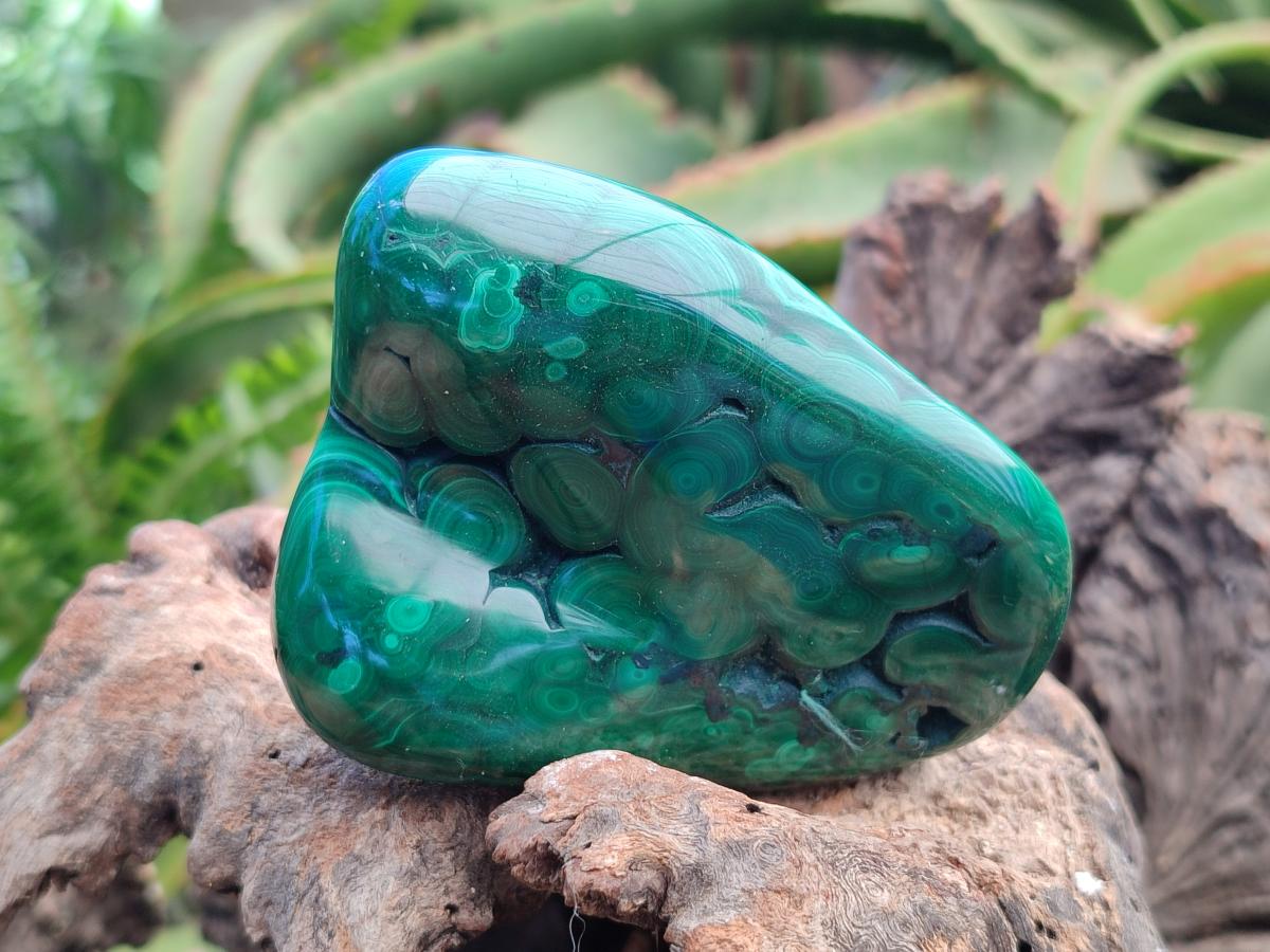 Polished Flower Banded Malachite Free Forms x 6 From Congo