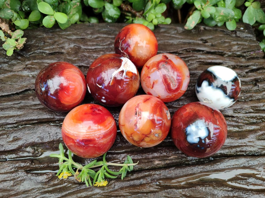 Polished Carnelian Agate Gemstone Spheres x 8 From Madagascar