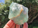 Natural Watermelon Fluorite Cobbed Specimens x 12 From Uis, Namibia