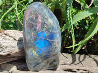 Polished Rare Purple Sunset Flash Labradorite Standing Free Form x 1 From Madagascar
