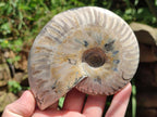 Polished Cleoniceras "Jigsaw" Ammonite Fossils x 3 From Tulear, Madagascar