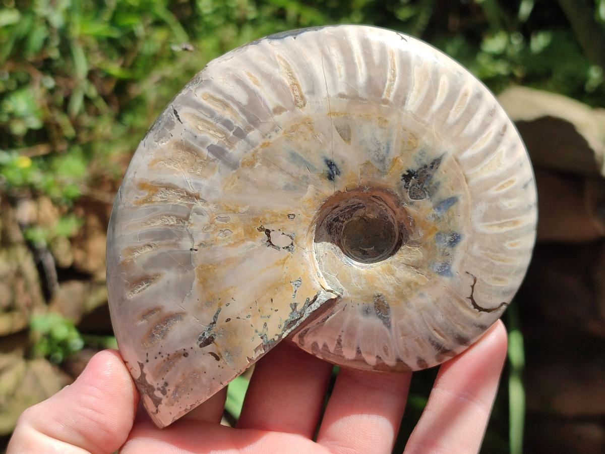 Polished Cleoniceras "Jigsaw" Ammonite Fossils x 3 From Tulear, Madagascar