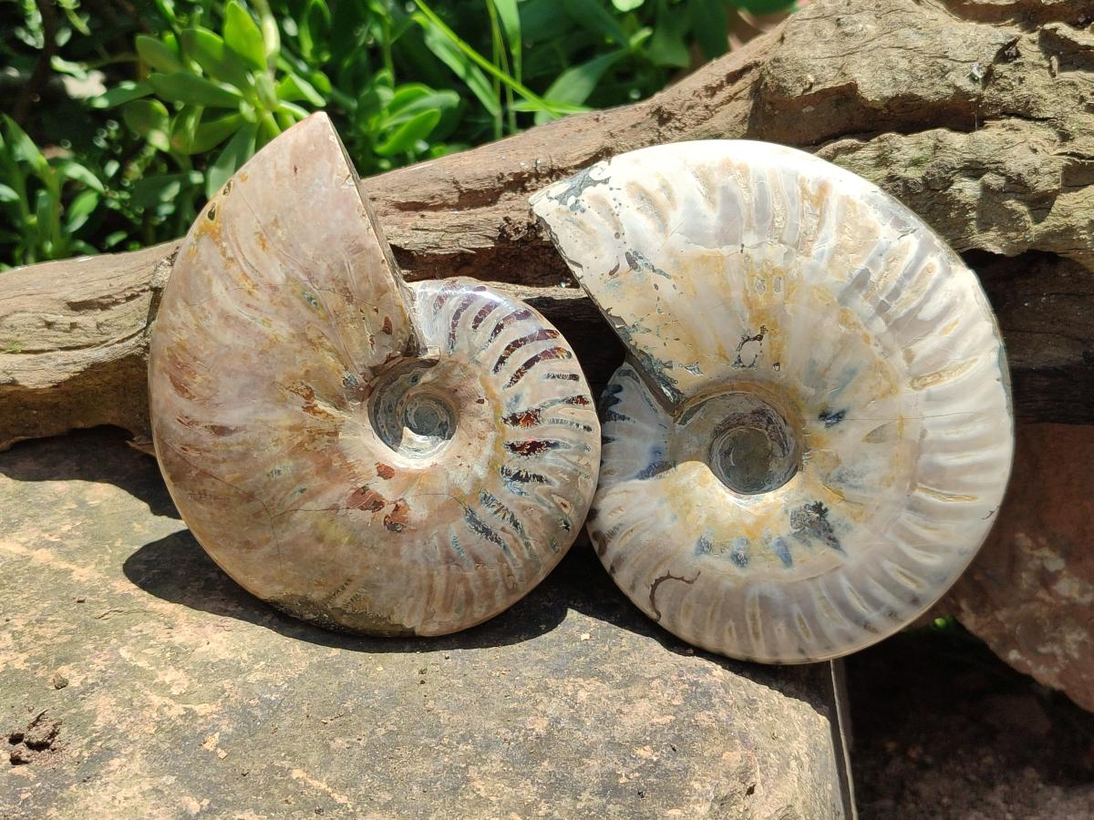 Polished Cleoniceras "Jigsaw" Ammonite Fossils x 3 From Tulear, Madagascar