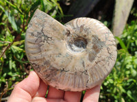 Polished Cleoniceras "Jigsaw" Ammonite Fossils x 3 From Tulear, Madagascar
