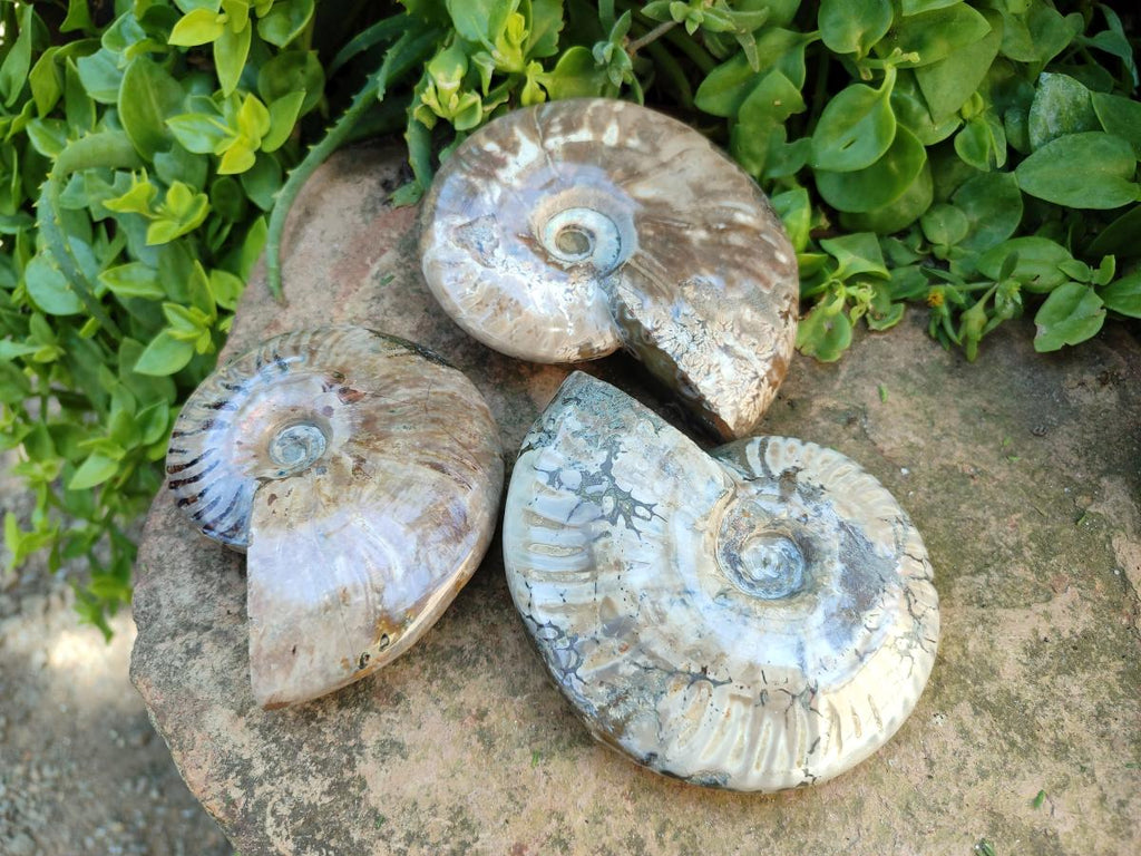 Polished Cleoniceras "Jigsaw" Ammonite Fossils x 3 From Tulear, Madagascar