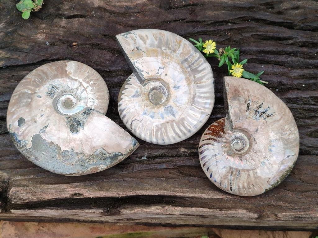 Polished Cleoniceras "Jigsaw" Ammonite Fossils x 3 From Tulear, Madagascar