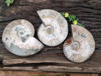 Polished Cleoniceras "Jigsaw" Ammonite Fossils x 3 From Tulear, Madagascar