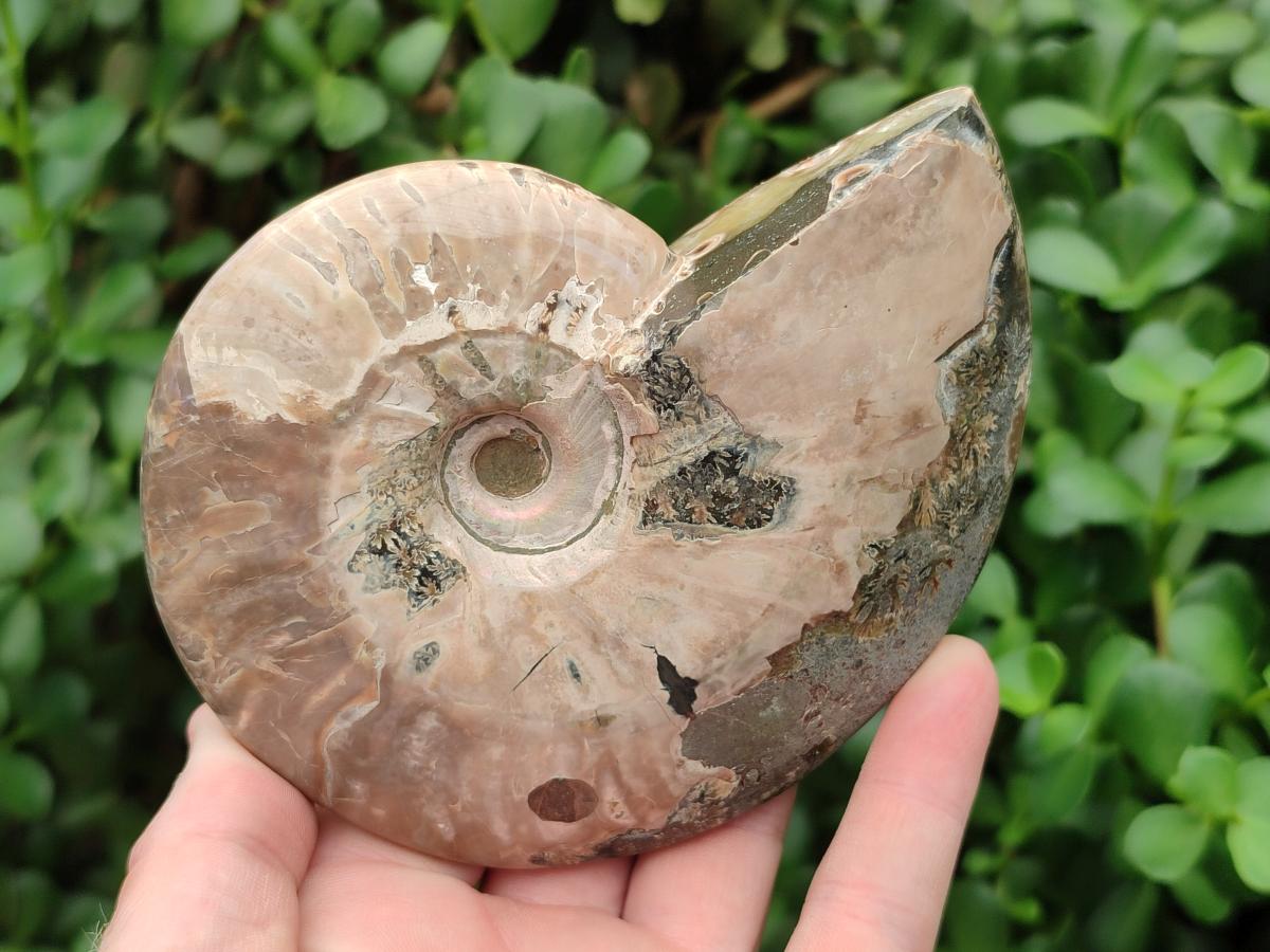 Polished Cleoniceras "Jigsaw" Ammonite Fossils x 3 From Tulear, Madagascar