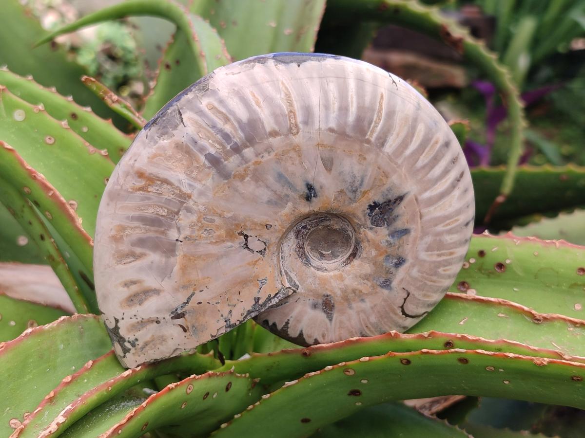 Polished Cleoniceras "Jigsaw" Ammonite Fossils x 3 From Tulear, Madagascar