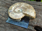 Polished Cleoniceras "Jigsaw" Ammonite Fossils x 3 From Tulear, Madagascar