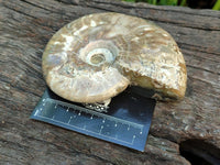 Polished Cleoniceras "Jigsaw" Ammonite Fossils x 3 From Tulear, Madagascar