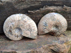 Polished Cleoniceras "Jigsaw" Ammonite Fossils x 3 From Tulear, Madagascar