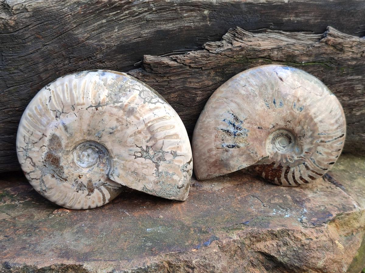 Polished Cleoniceras "Jigsaw" Ammonite Fossils x 3 From Tulear, Madagascar