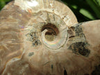 Polished Cleoniceras "Jigsaw" Ammonite Fossils x 3 From Tulear, Madagascar