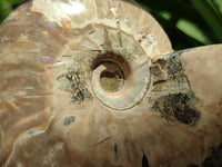 Polished Cleoniceras "Jigsaw" Ammonite Fossils x 3 From Tulear, Madagascar