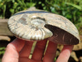 Polished Cleoniceras "Jigsaw" Ammonite Fossils x 3 From Tulear, Madagascar - Toprock Gemstones and Minerals 