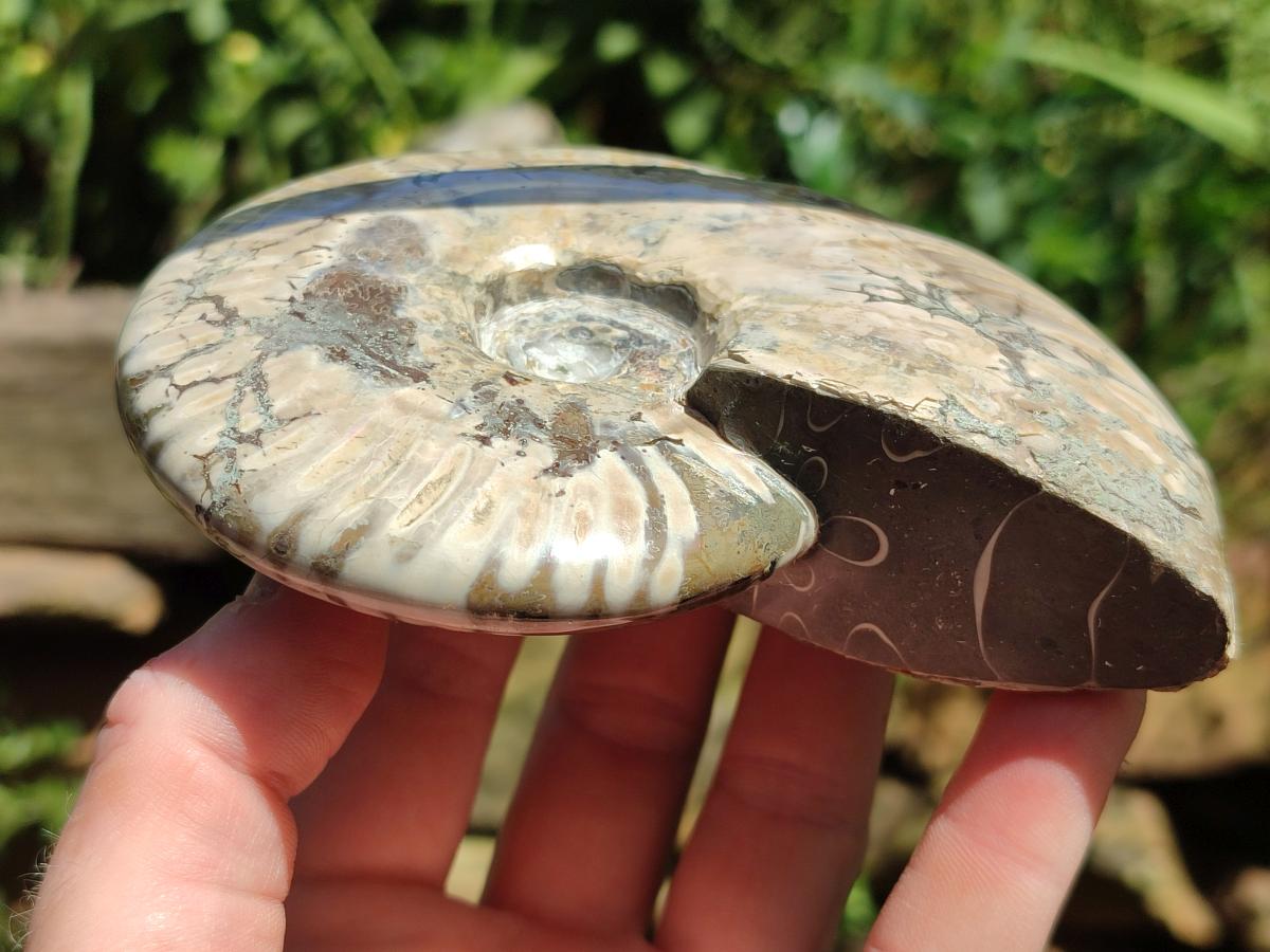 Polished Cleoniceras "Jigsaw" Ammonite Fossils x 3 From Tulear, Madagascar