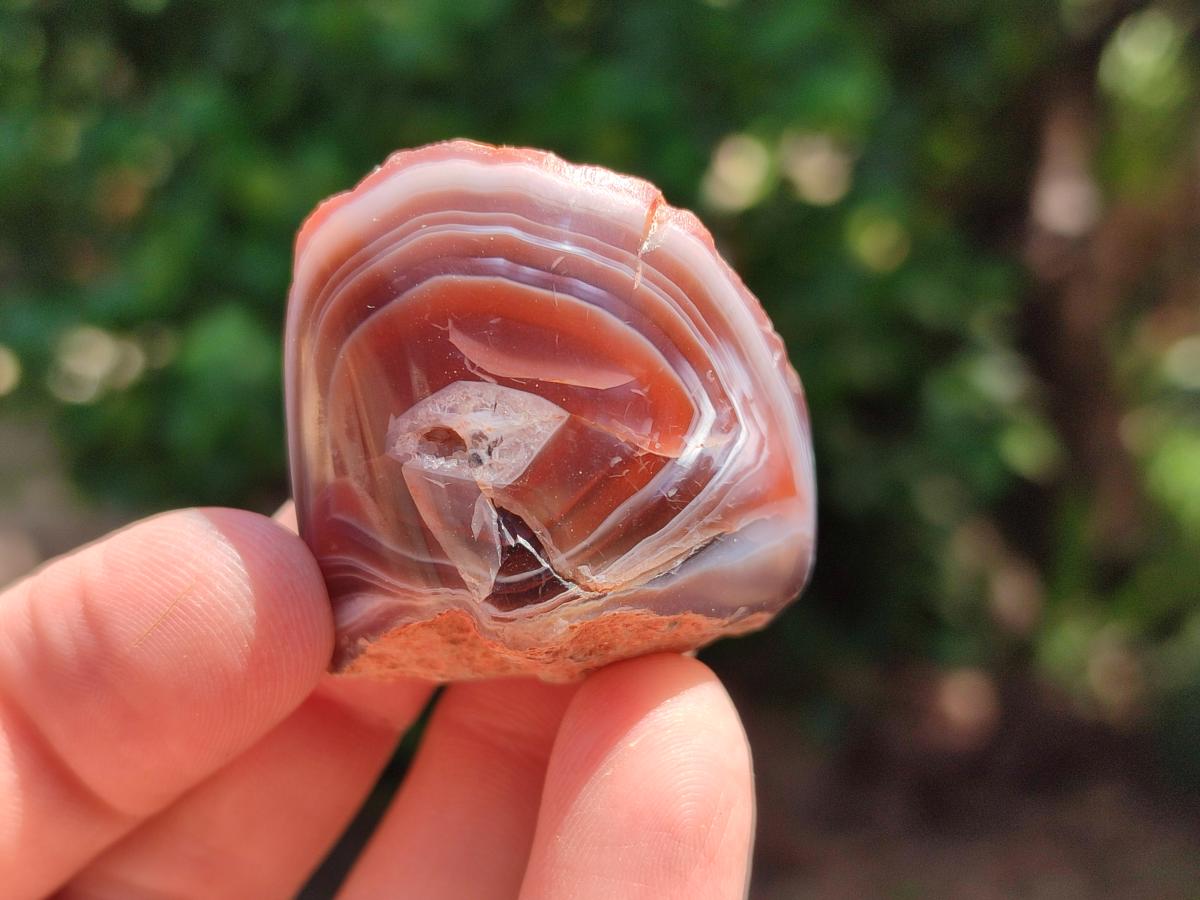 Polished On One Side Red Shashe River Agate Nodules x 35 From Shashe River, Zimbabwe