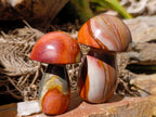 Polished Polychrome Jasper Mushrooms x 6 From NW Coast, Madagascar