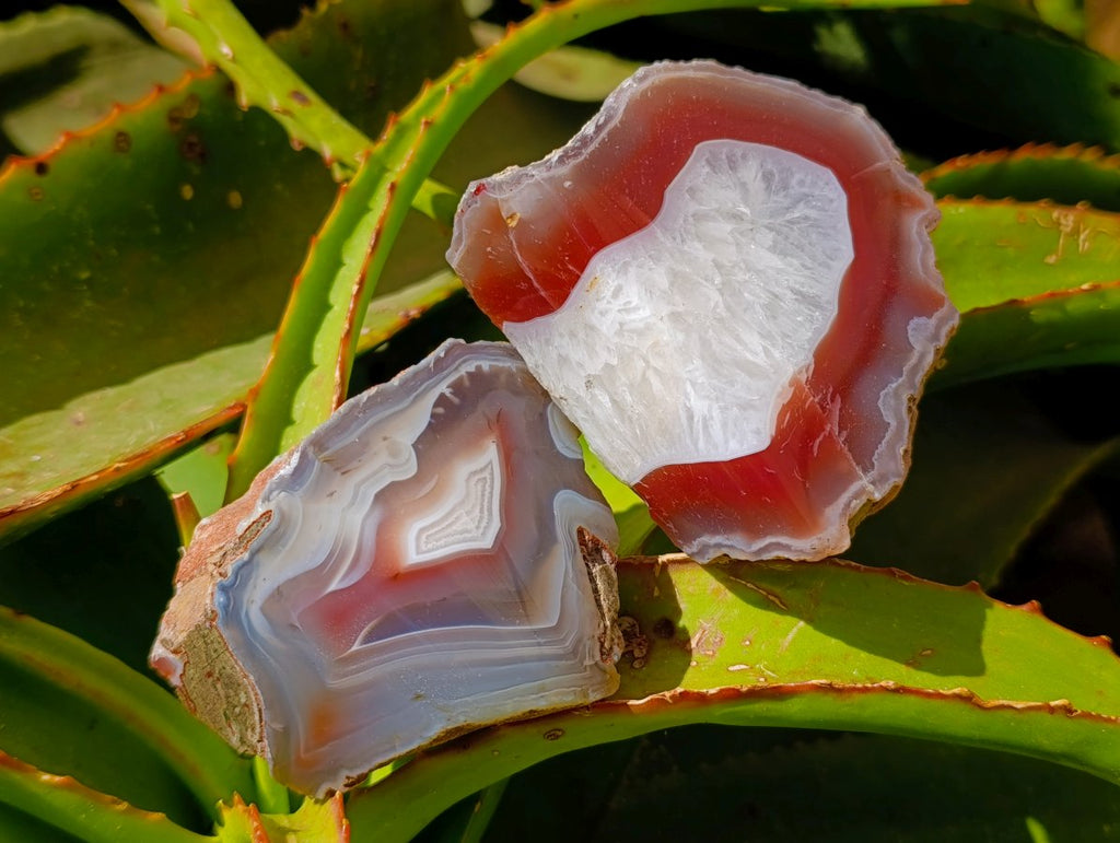 Polished On One Side Red Shashe River Agate Nodules x 6 From Shashe River, Zimbabwe