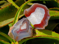 Polished On One Side Red Shashe River Agate Nodules x 6 From Shashe River, Zimbabwe