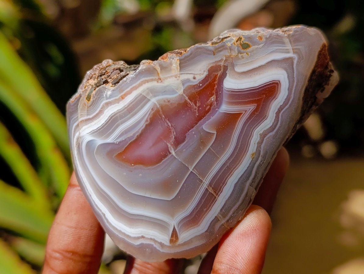 Polished On One Side Red Shashe River Agate Nodules x 6 From Shashe River, Zimbabwe