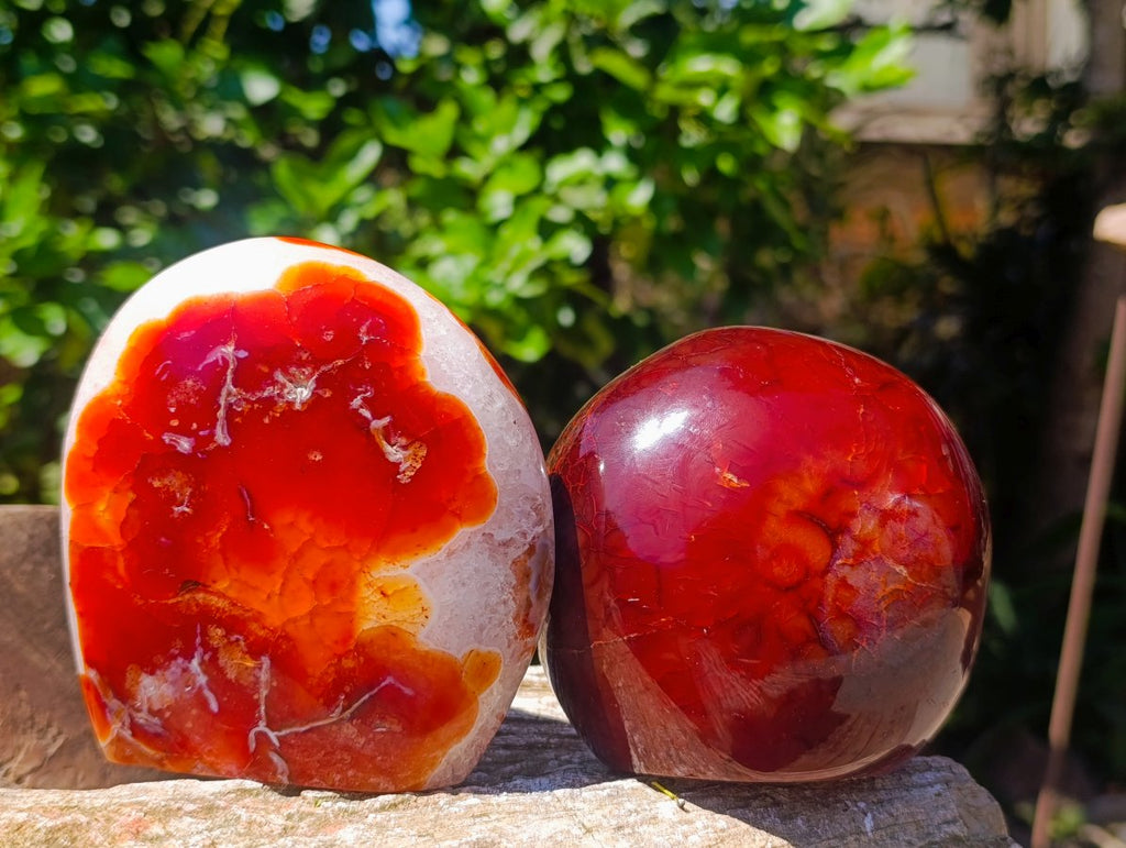 Polished Carnelian Agate Gemstone Standing Free Forms x 2 From Madagascar