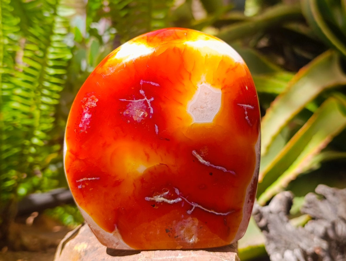 Polished Carnelian Agate Gemstone Standing Free Forms x 2 From Madagascar