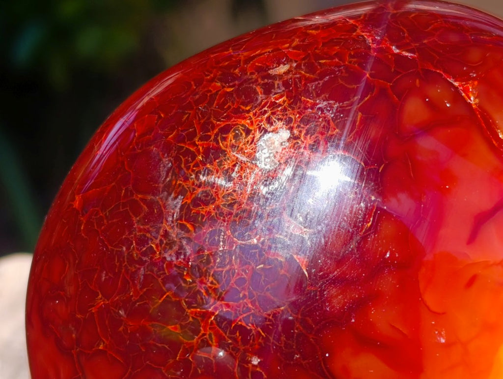 Polished Carnelian Agate Gemstone Standing Free Forms x 2 From Madagascar