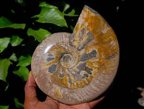 Polished Cleoniceras Ammonite Fossil x 1 From Tulear, Madagascar - Toprock Gemstones and Minerals 