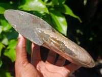 Polished Cleoniceras Ammonite Fossil x 1 From Tulear, Madagascar