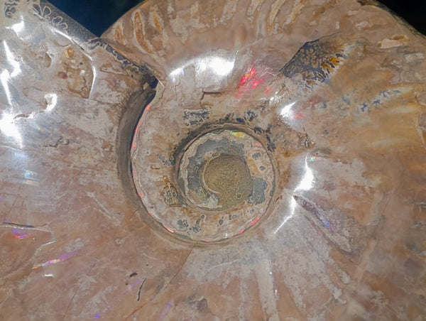 Polished Cleoniceras Ammonite Fossil x 1 From Tulear, Madagascar